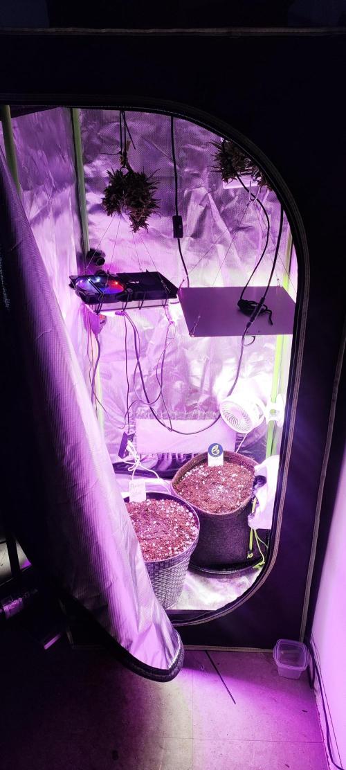 Blue Skywalker Berry. Week 0