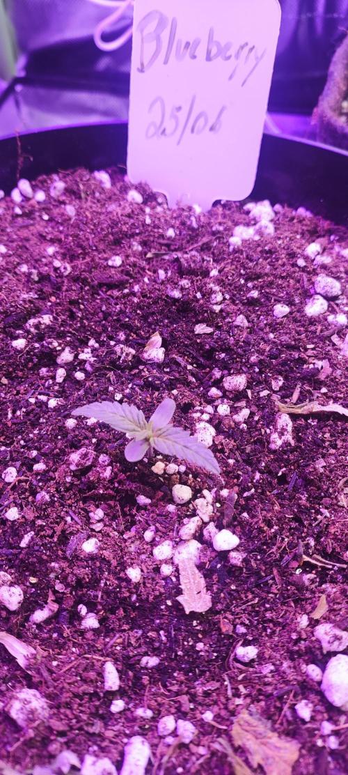 Blue Skywalker Berry. Week 1