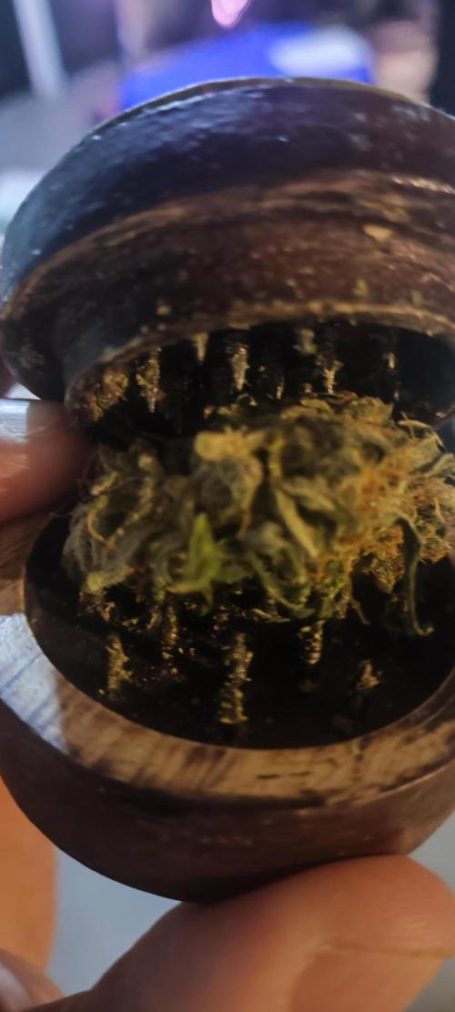 N° 1 -  Auto Blueberry. Week 12