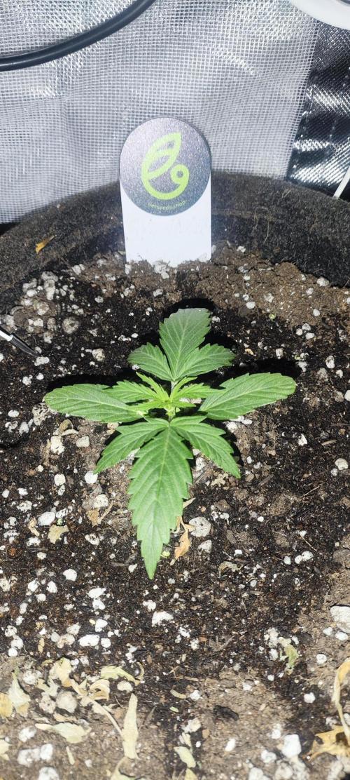 Blue Skywalker Berry. Week 2 - Skywalker 2 semana (12 dias)