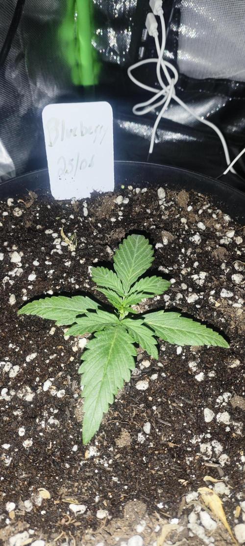 Blue Skywalker Berry. Week 2 - Blueberry 2 semana (12 dias)