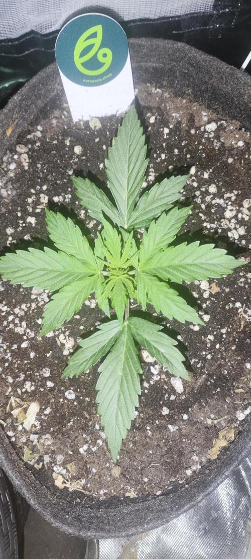 Blue Skywalker Berry. Week 3 - Blueberry linda tbm. 