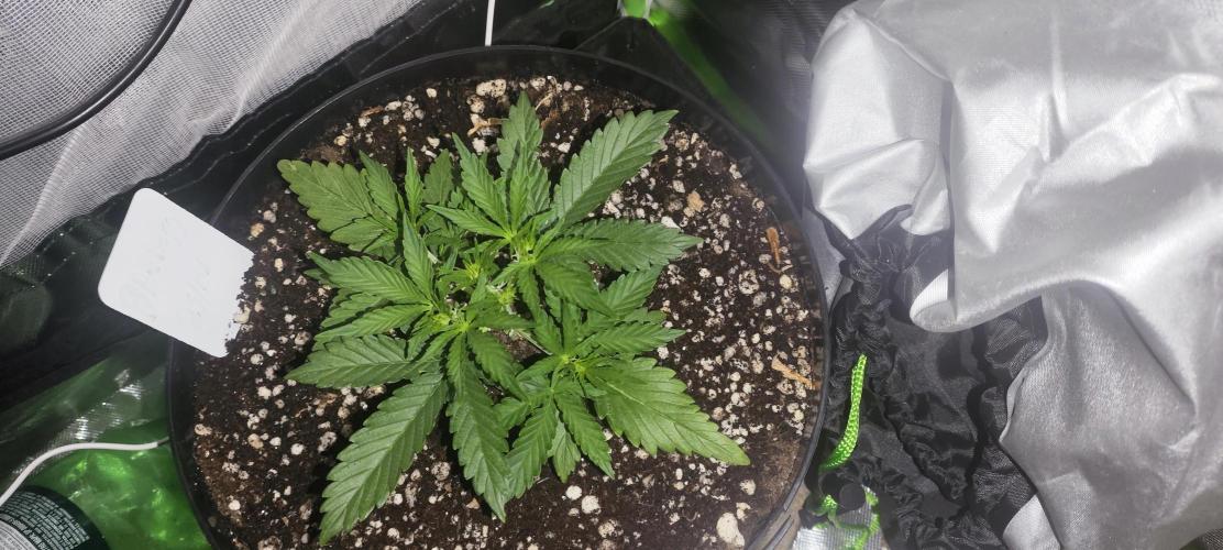 Blue Skywalker Berry. Week 4