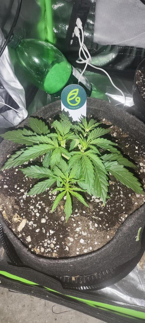 Blue Skywalker Berry. Week 4