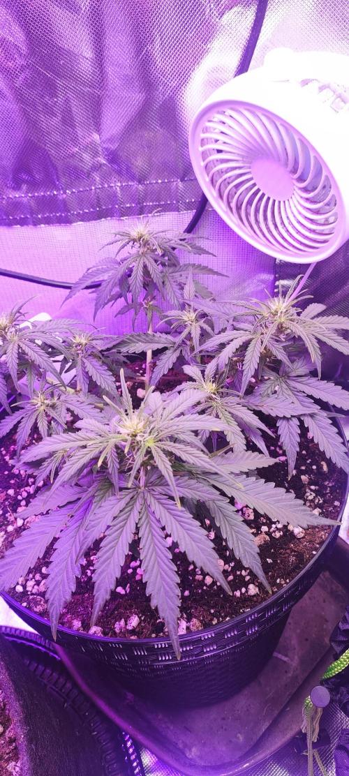 Blue Skywalker Berry. Week 5 - Blueberry 