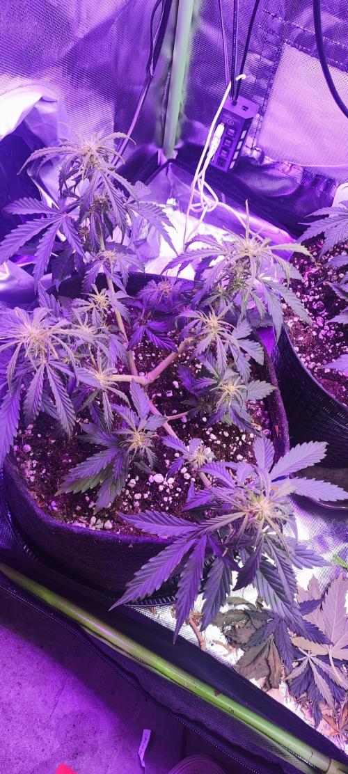 Blue Skywalker Berry. Week 5
