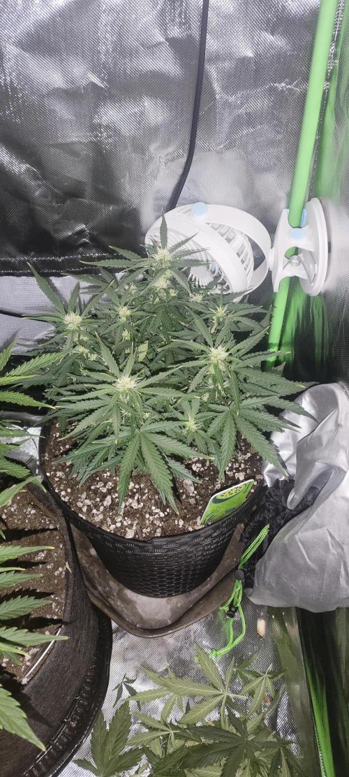 Blue Skywalker Berry. Week 6 - Blueberry 