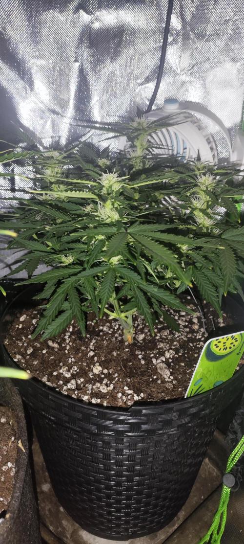 Blue Skywalker Berry. Week 6 - Blueberry 