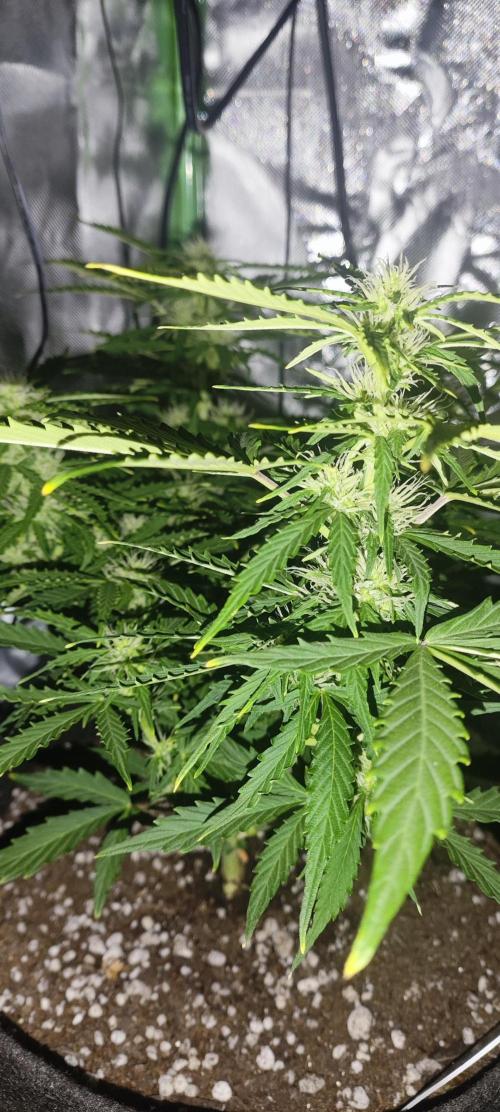 Blue Skywalker Berry. Week 6 - Skywalker 