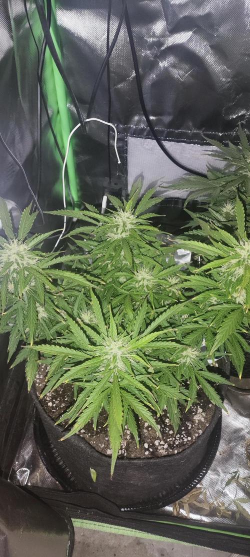 Blue Skywalker Berry. Week 7