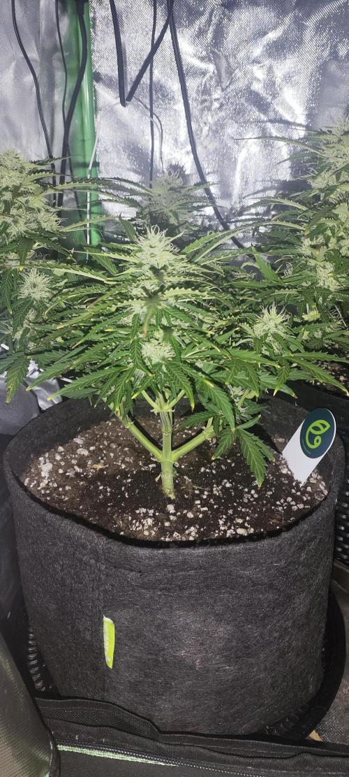 Blue Skywalker Berry. Week 7