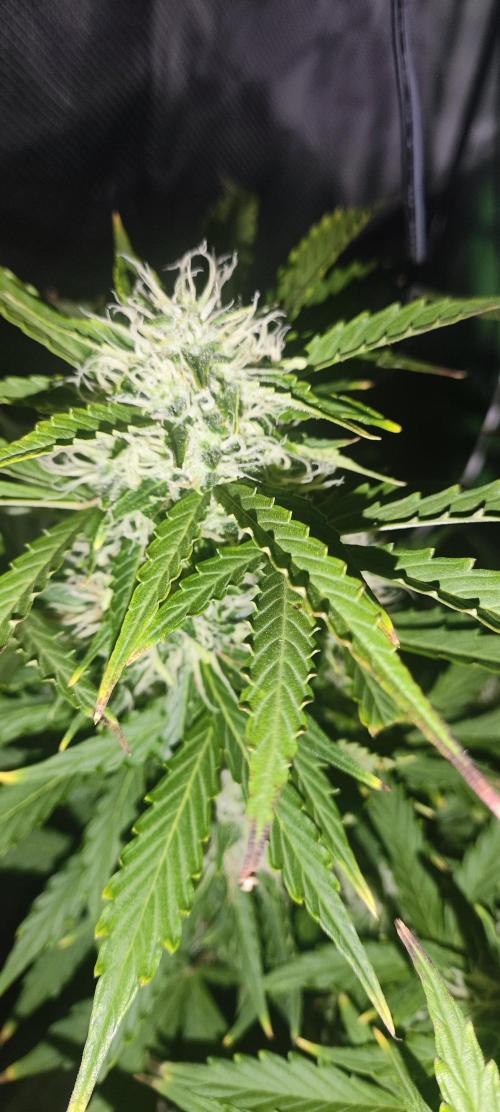 Blue Skywalker Berry. Week 7