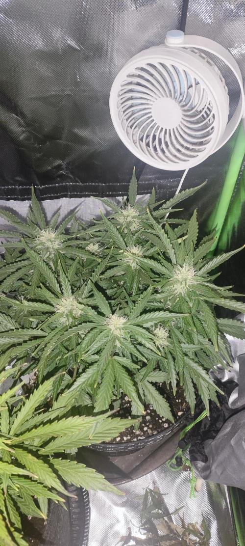 Blue Skywalker Berry. Week 7