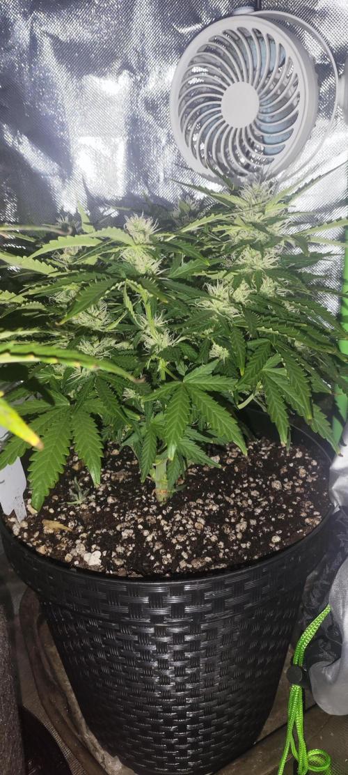Blue Skywalker Berry. Week 7