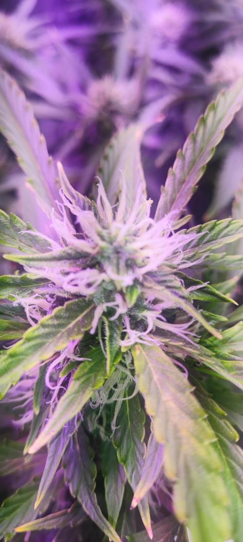 Blue Skywalker Berry. Week 7
