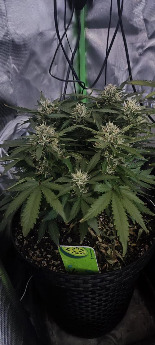 Blue Skywalker Berry. Week 8
