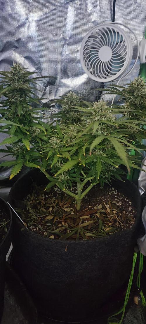 Blue Skywalker Berry. Week 8