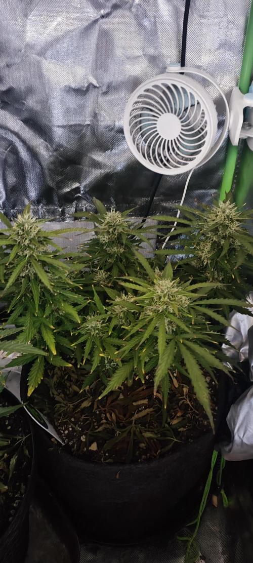 Blue Skywalker Berry. Week 8