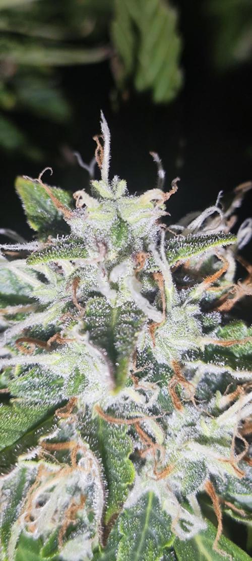 Blue Skywalker Berry. Week 9