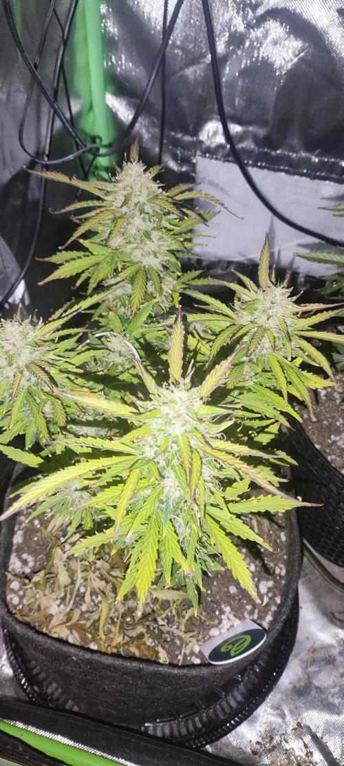 Blue Skywalker Berry. Week 9