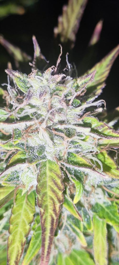 Blue Skywalker Berry. Week 9