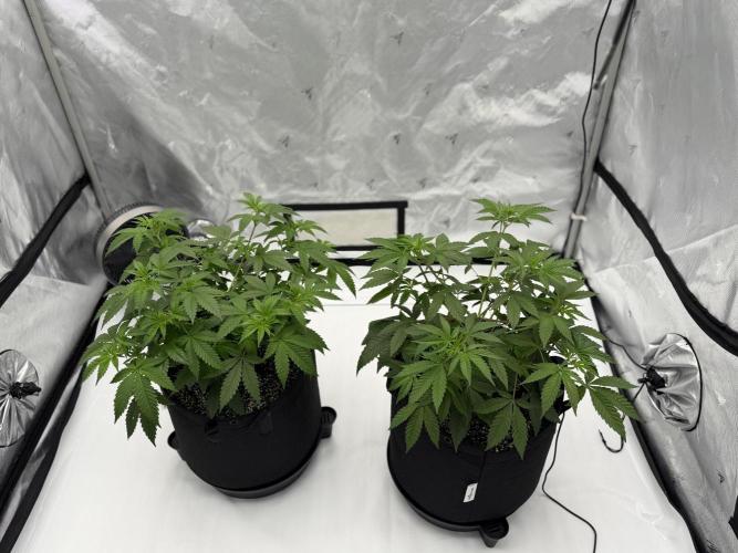 Life with us. Week 8