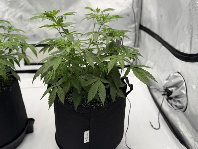 Life with us. Week 8