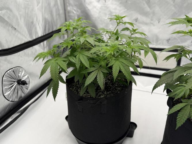 Life with us. Week 8