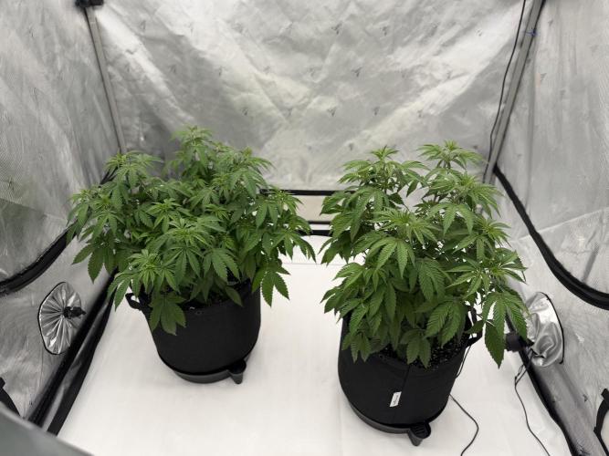 Life with us. Week 9