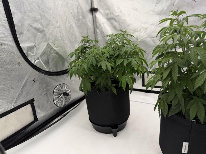 Life with us. Week 9