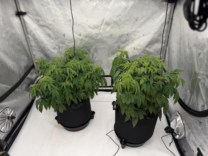 Life with us. Week 10