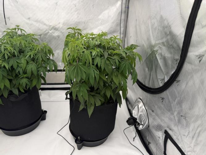 Life with us. Week 10