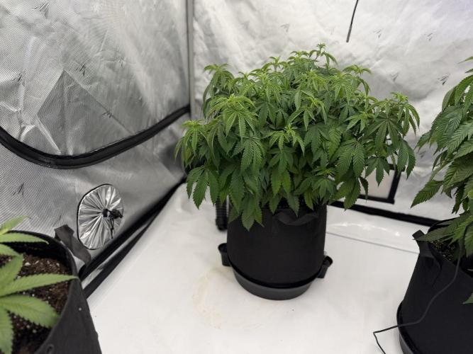 Life with us. Week 10