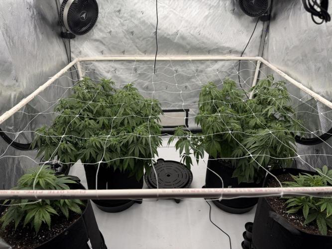 Life with us. Week 11