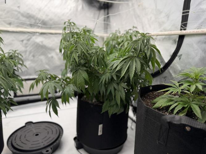 Life with us. Week 11