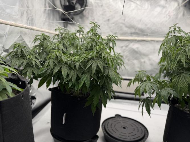 Life with us. Week 11