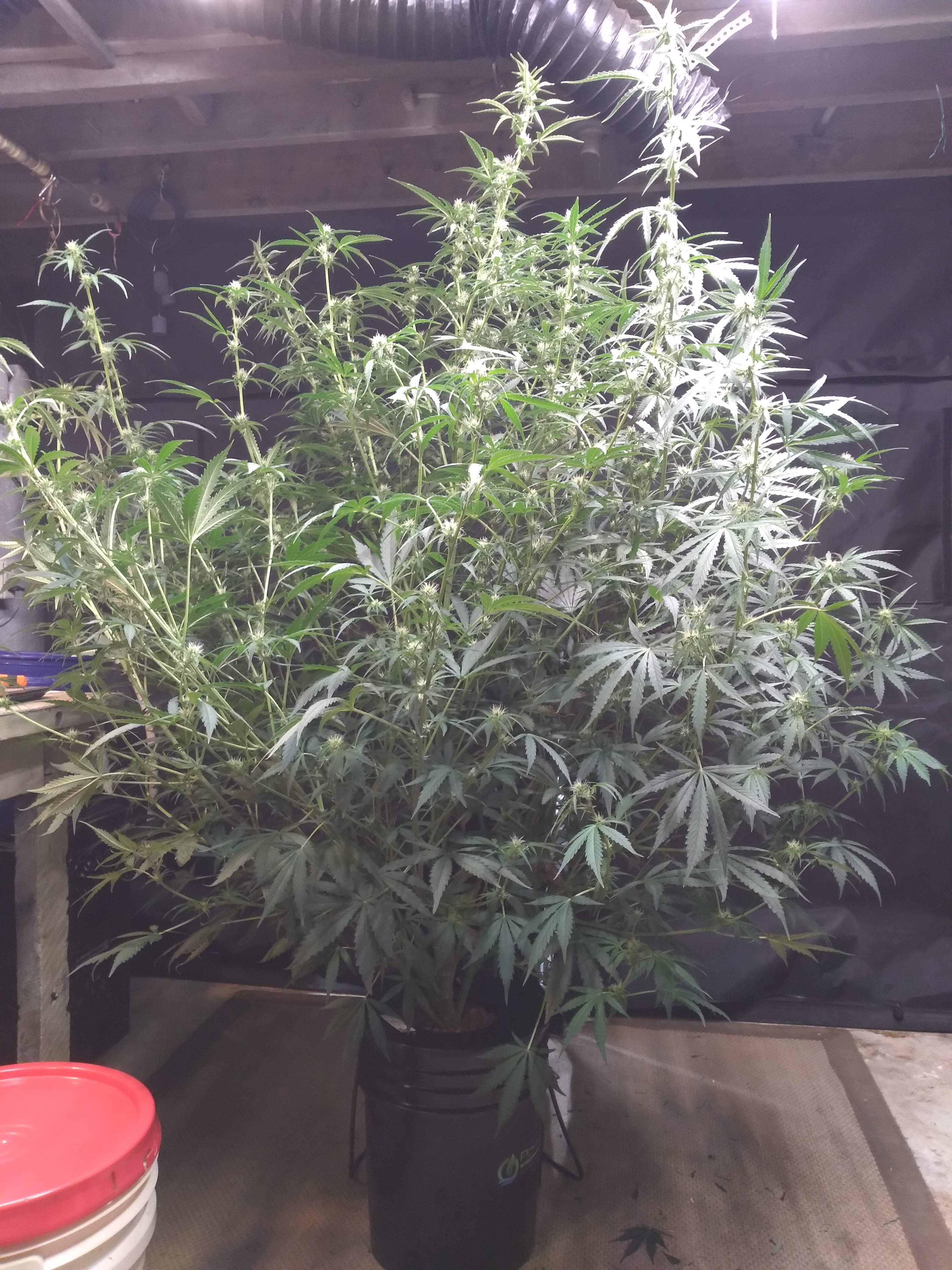 Barney's Farm Purple Punch grow diary (journal) week6 by Missourigrow