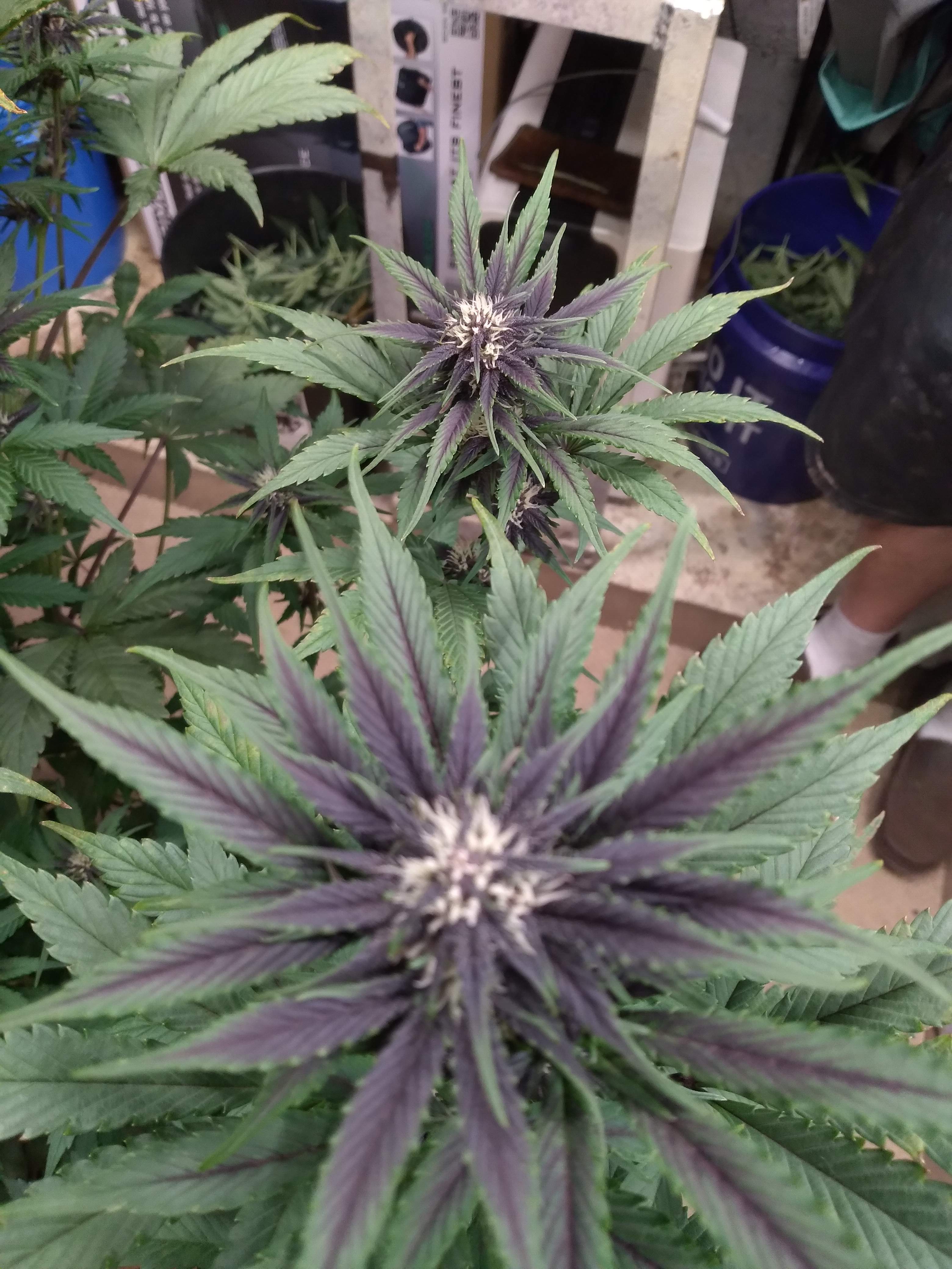 Fast Buds Purple Lemonade Auto grow diary (journal) week6 by Missourigrow GrowDiaries