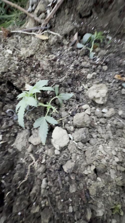 la mia oasi verde