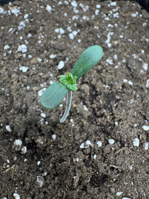 mikythegrower