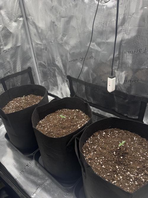 mikythegrower