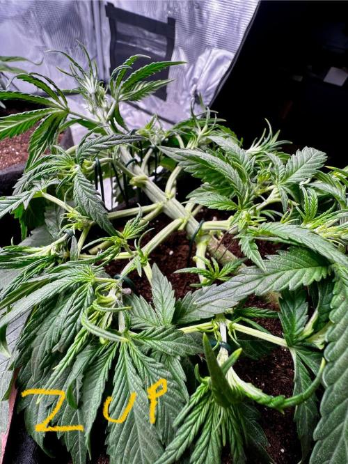 mikythegrower
