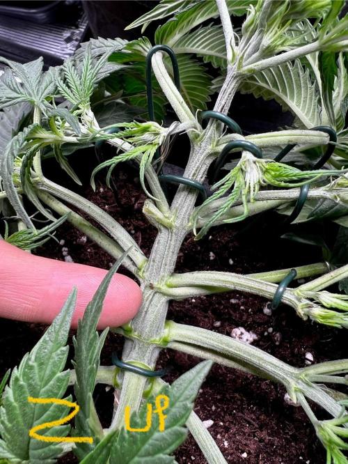 mikythegrower