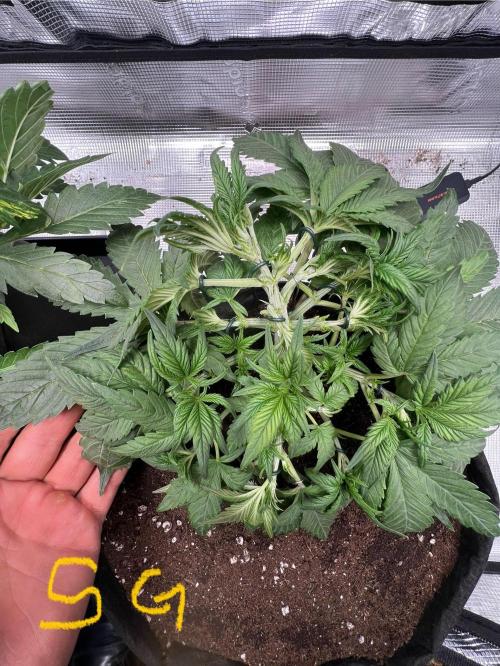 mikythegrower