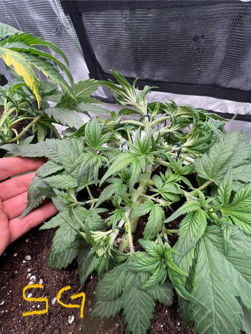 mikythegrower