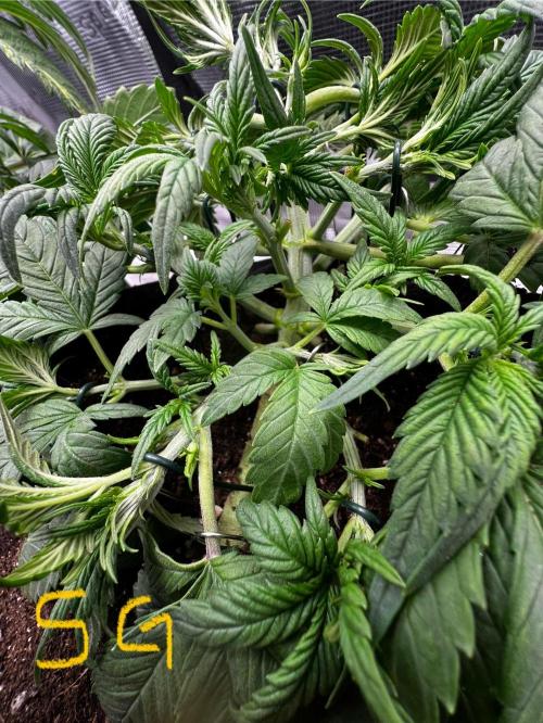 mikythegrower