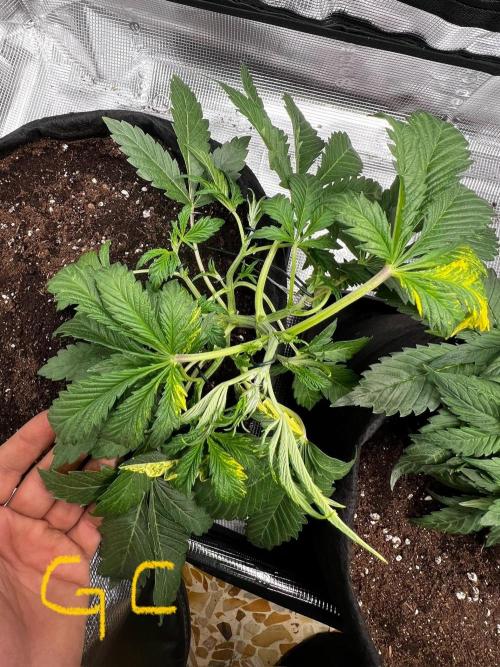 mikythegrower