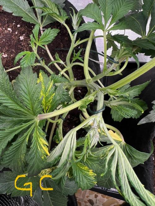 mikythegrower