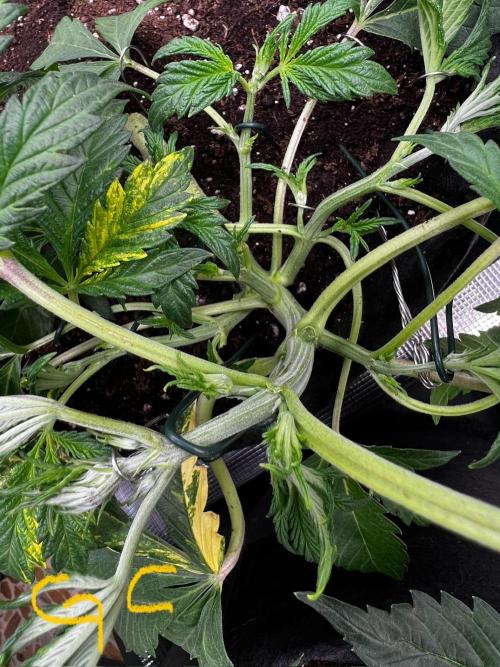 mikythegrower