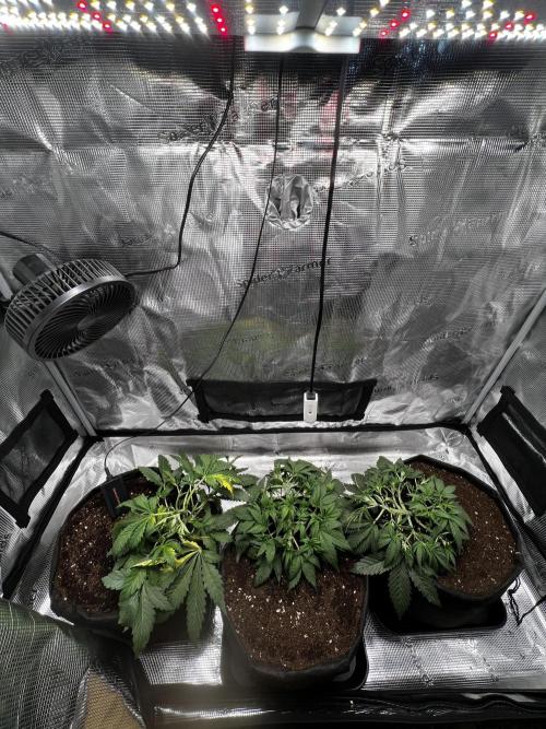 mikythegrower